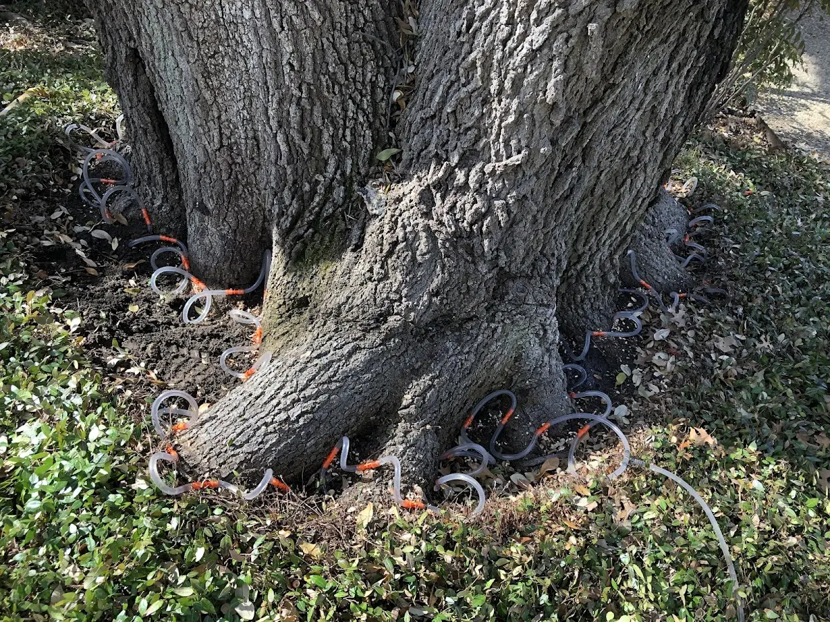 Detailed Tree Cabling and Bracing job site in O Brien