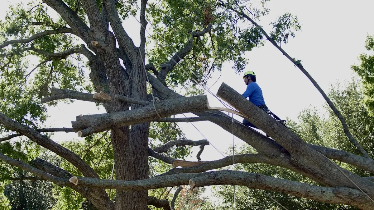 Professional Crown Thinning performed by certified arborists in O Brien